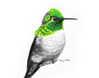 Green Hummingbird Giclée Print, Original Colored Pencil Drawing