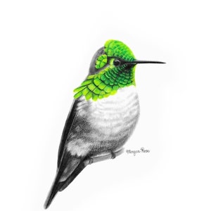 Green Hummingbird Art Print, Original Hummingbird Drawing Giclée Print, Wildlife Art, Bird Art, Wall Decor, Home Decor, Fine Art Print