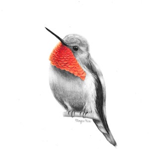 May include: A detailed pencil drawing of a hummingbird perched on a branch. The bird has gray and white feathers with a vibrant orange throat. The artist's signature, "Morgan Rose," is visible on the branch. The artwork is set against a clean white background.
