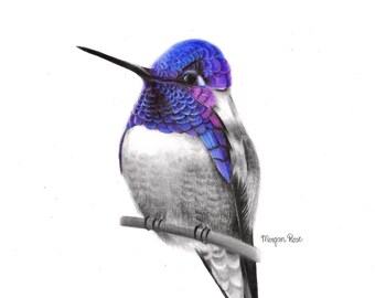 Hummingbird Giclée Art Print, Original Colored Pencil Drawing