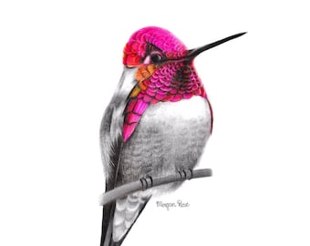 Pink Hummingbird Giclée Print, Colored Pencil Drawing, Bird Art