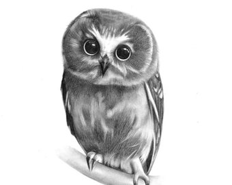 フクロウの鉛筆画、ジクレー版画、野生動物の壁画