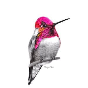 Pink Hummingbird Giclée Print, Colored Pencil Drawing, Bird Art