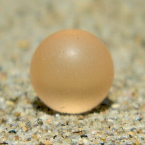 8 mm 10 mm 12 mm 14 mm 16 mm Champagne SeaGlass Piedras de vidrio / canicas para joyería intercambiable