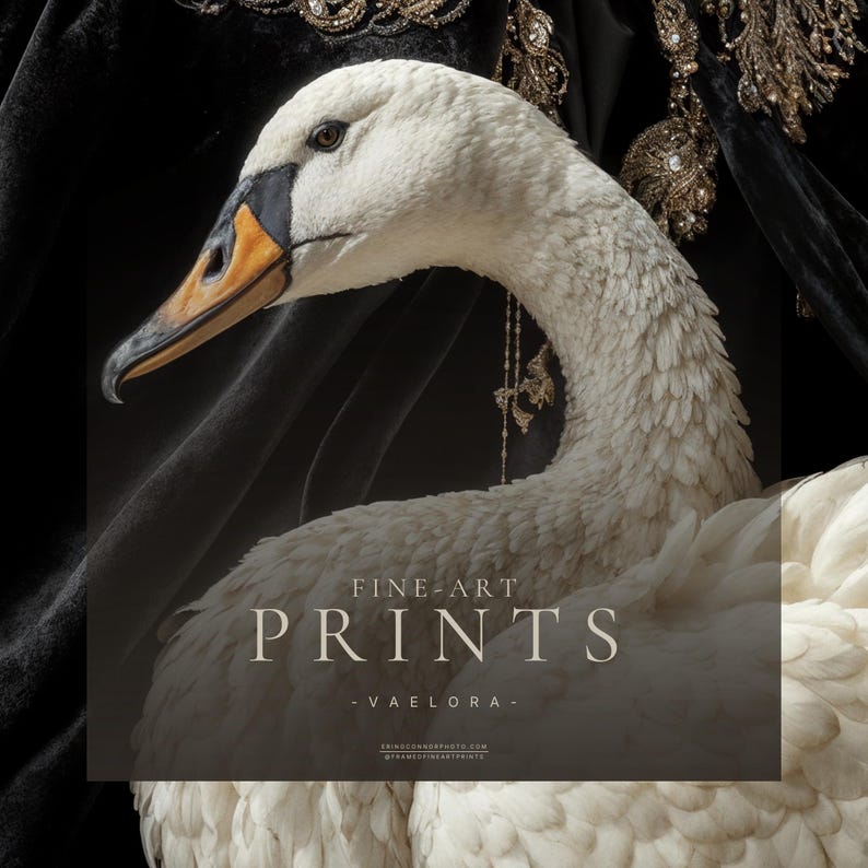 Close detail of the white swan in Vaelora showing its face, orange and black beak, layered feathers, and surrounding black velvet fabric.