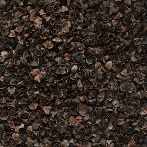 K&ouml;nnte beinhalten: Eine dichte Ansammlung von dunkelbraunen Buchweizenschalen, die jeweils eine kleine, gekr&uuml;mmte und muschelartige Struktur aufweisen. Die einzelnen Schalen liegen eng beieinander und bilden eine texturierte, gleichm&auml;&szlig;ige Oberfl&auml;che in Braunt&ouml;nen.