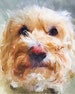 Custom Pet Portraits, Custom Portrait, Painting From Photo, Digital Painting, Custom Art, Dog Portrait, Cat Portrait 