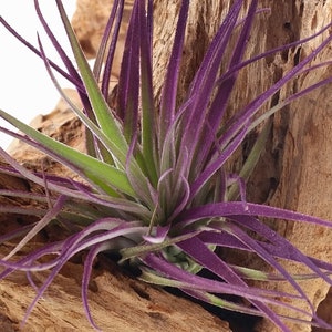 Air Plant , Purple Houston Tillandsia Bromeliad Enhanced With Color , Air Plant Decor Plant Decor , Great Gift Idea image 4