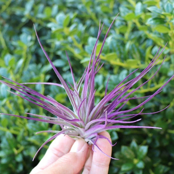 Air Plant , Tillandsia , Purple Houston    Purple Decor , Home Decor , Wedding Favor