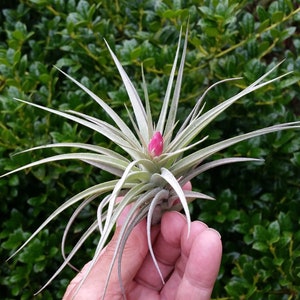 Air Plant Stricta , Blooms Pink , Tillandsia Great Plant for Terrariums, Planters , Globes Home Decor , Office Accessory , Great Gift Idea image 1