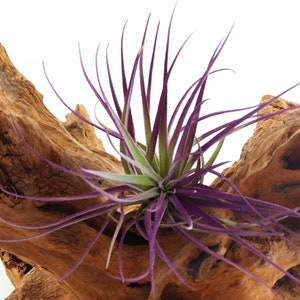 Air Plant , Purple Houston Tillandsia Bromeliad Enhanced With Color , Air Plant Decor Plant Decor , Great Gift Idea image 3