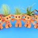 see more listings in the Air Plant Gifts  section