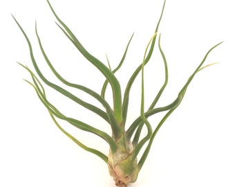 Tillamdsia airplants bulbosa Intérieur Maison Pour Cadeau Spécial Occassion Tillamdsia airplants bulbosa Intérieur Maison Pour Cadeau Spécial Occassion