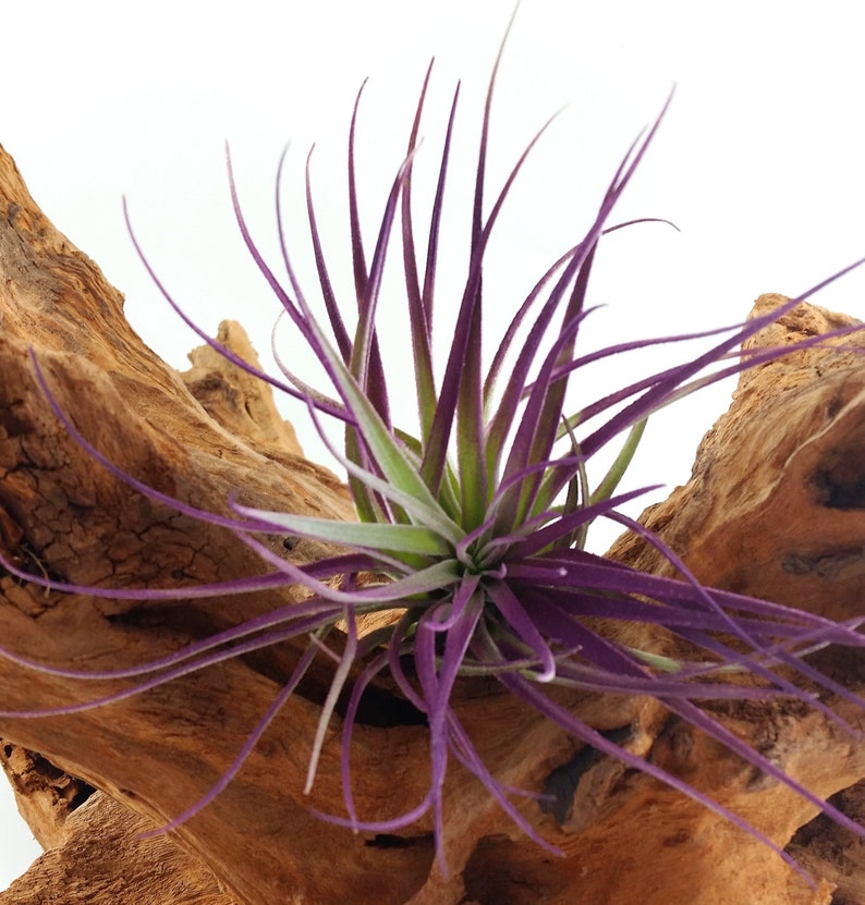 Air Plant , Purple Houston Tillandsia Bromeliad Enhanced With Color , Air Plant Decor Plant Decor , Great Gift Idea image 3