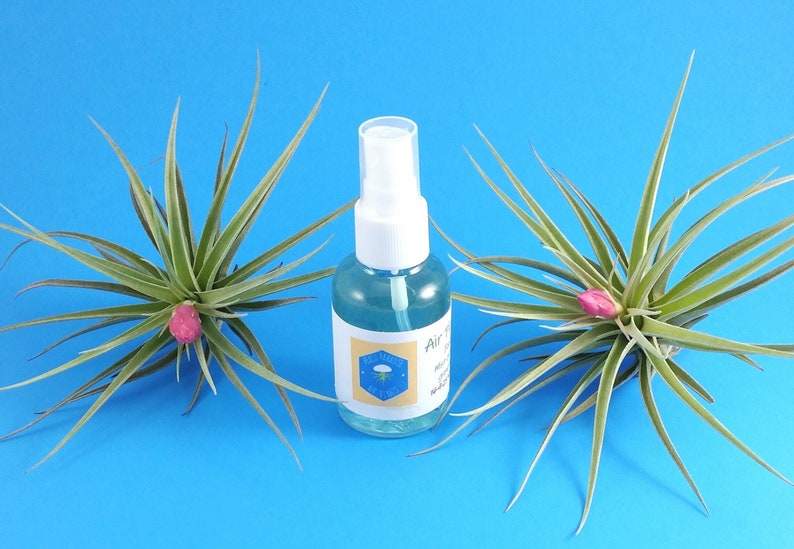 Air Plant Food in 50ml Spray Bottle Fertilizer Growth food Etsy