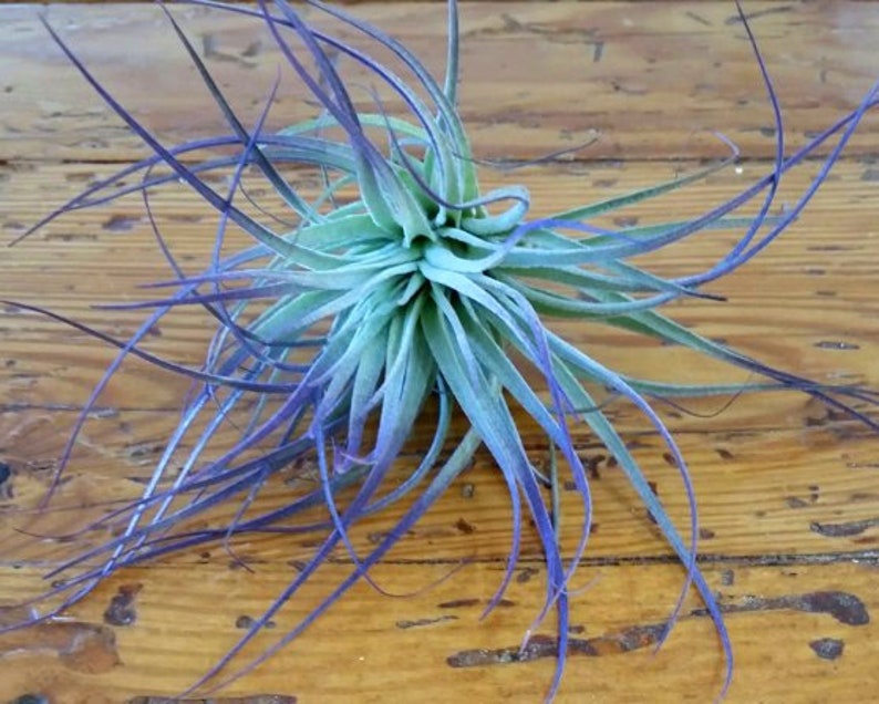 Air Plant , Purple Houston Tillandsia Bromeliad Enhanced With Color , Air Plant Decor Plant Decor , Great Gift Idea image 1