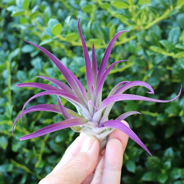 Purple Air Plant , Tillandsia  Purple Decor  Enhanced With Color  Home Decor  Office Decor