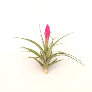 Air Plant Stricta , Blooms Pink , Tillandsia Great Plant for Terrariums, Planters , Globes Home Decor , Office Accessory , Great Gift Idea image 3