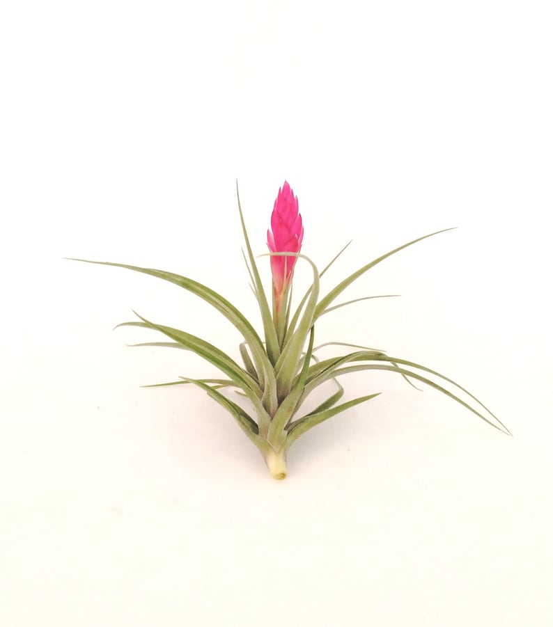 Air Plant Stricta , Blooms Pink , Tillandsia Great Plant for Terrariums, Planters , Globes Home Decor , Office Accessory , Great Gift Idea image 3