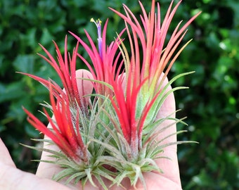 Fuego Air Plant Turns Colors When Blushing Gorgous Blooms   Friend Gift , Home Decor , Office Gift,  Desk Accessories , Air Plant Gift