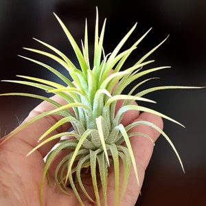 Ionantha Druid Blushing Air Plant   Tillandsia , Plant for Terrariums Planter   Coworker Gift , Great Friend Gift , Air Plant Gift.