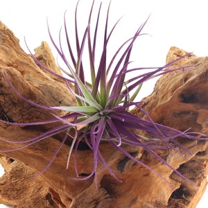 Air Plant , Purple Houston Tillandsia Bromeliad Enhanced With Color , Air Plant Decor Plant Decor , Great Gift Idea image 2