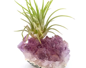 Air Plant on Amethyst Cluster  Coworker's Gift , Birthday Gift  , Girl Friend Gift , Best Friend Gift, Air Plant Gift , Crystal Accessories