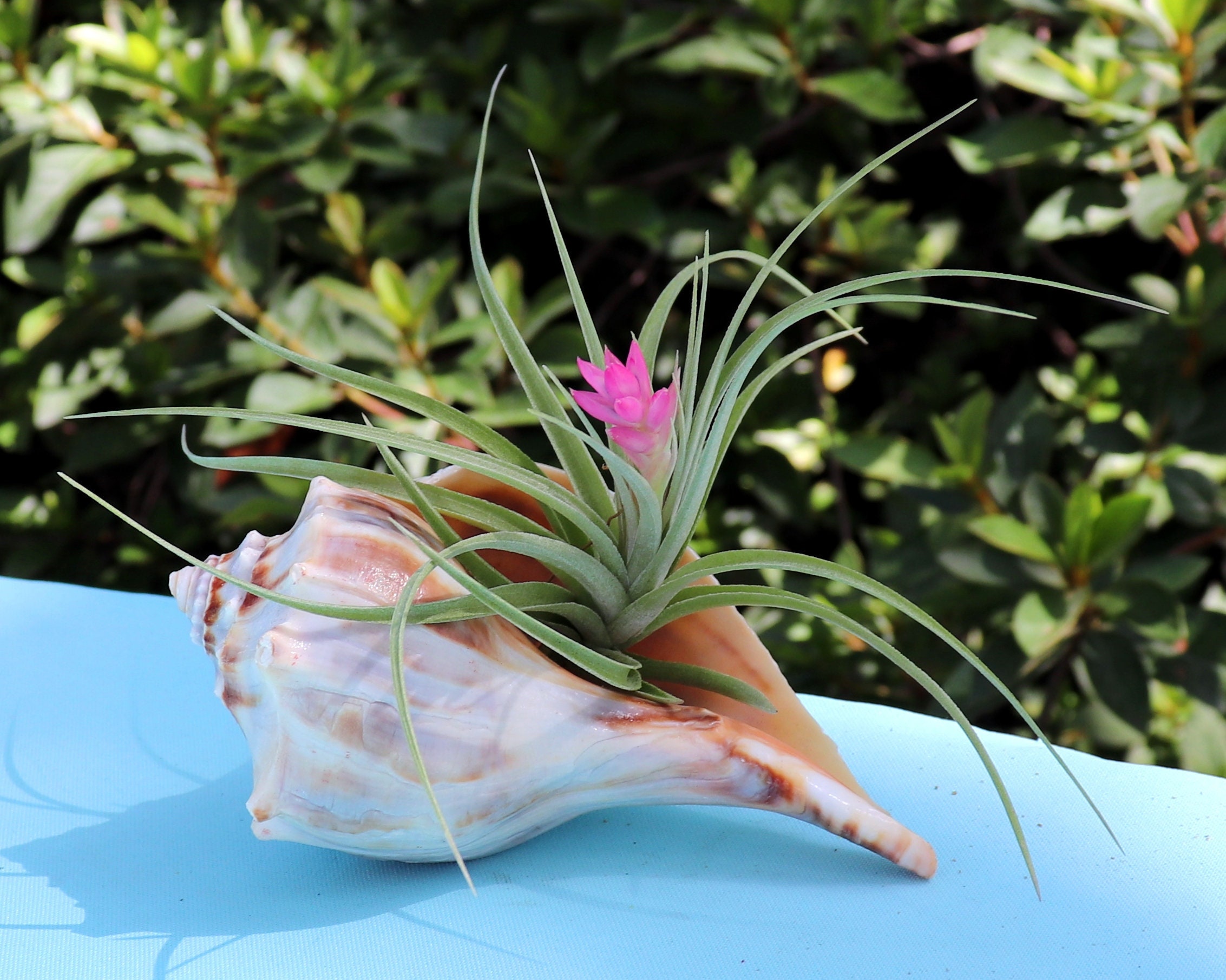 ARTIFICIAL Air Plants - Tillandsia