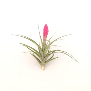 Air Plant Stricta , Blooms Pink , Tillandsia Great Plant for Terrariums, Planters , Globes Home Decor , Office Accessory , Great Gift Idea image 6
