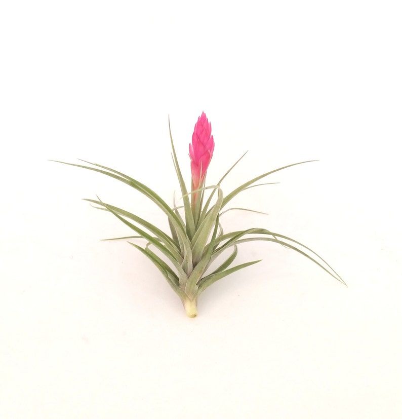 Air Plant Stricta , Blooms Pink , Tillandsia Great Plant for Terrariums, Planters , Globes Home Decor , Office Accessory , Great Gift Idea image 6
