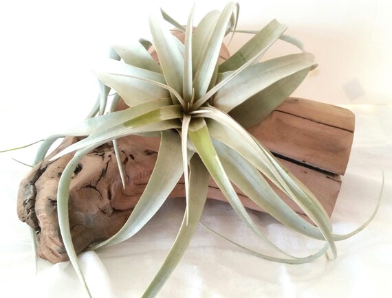 Tillamdsia airplants bulbosa Intérieur Maison Pour Cadeau Spécial Occassion Tillamdsia airplants bulbosa Intérieur Maison Pour Cadeau Spécial Occassion