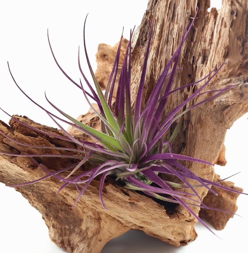 Air Plant , Purple Houston Tillandsia Bromeliad Enhanced With Color , Air Plant Decor Plant Decor , Great Gift Idea image 4