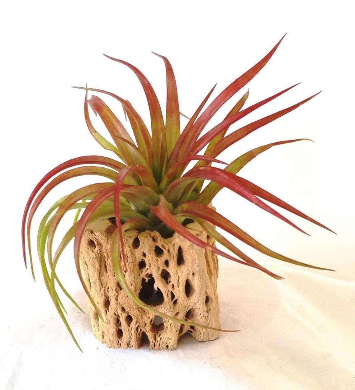 Blushing Red Air Plant in Cholla Wood Air Plant Gift Desk