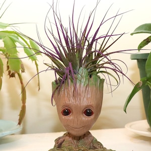 Groot With Air Plant  Customize  Your Groot's Pose & Hair Plant  Groot Air Plant Gift , Birthday Gift  House Warming Gift , Child's Gift