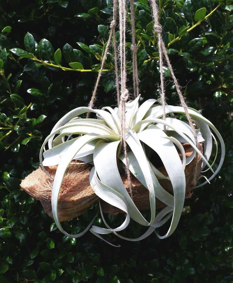 Air Plant Hanging Xerographica Coconut Shell Hanger House Etsy