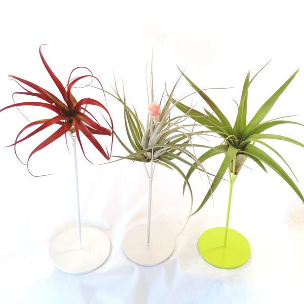 Air Plant on Colorful Metal Plant Stand  , Office Accessory ,  Choose Your Plant , Choose Your Planter Color  Makes a Great Gift