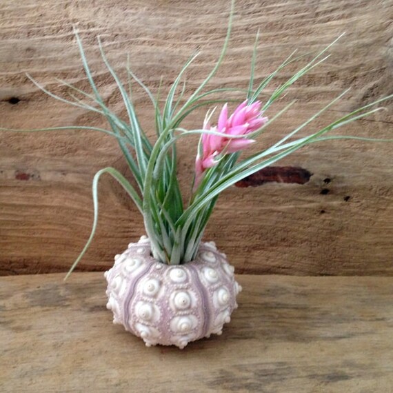Air Plant Budding Houston Sea Urchin Shell Home Decor Etsy