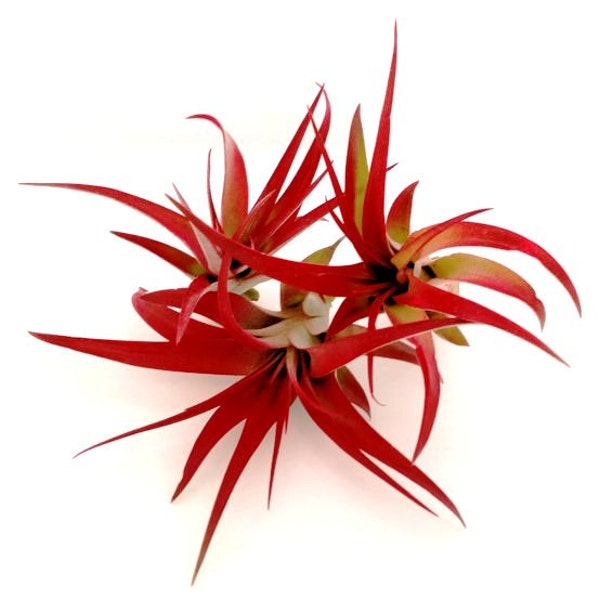 Set of 3 Red Brachycaulos Abdita Air Plants  Tillandsia /  Red Air Plants / Office Decor  Home Decor