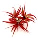 see more listings in the Air Plants section