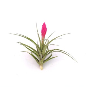 Air Plant Stricta , Blooms Pink , Tillandsia Great Plant for Terrariums, Planters , Globes Home Decor , Office Accessory , Great Gift Idea image 4