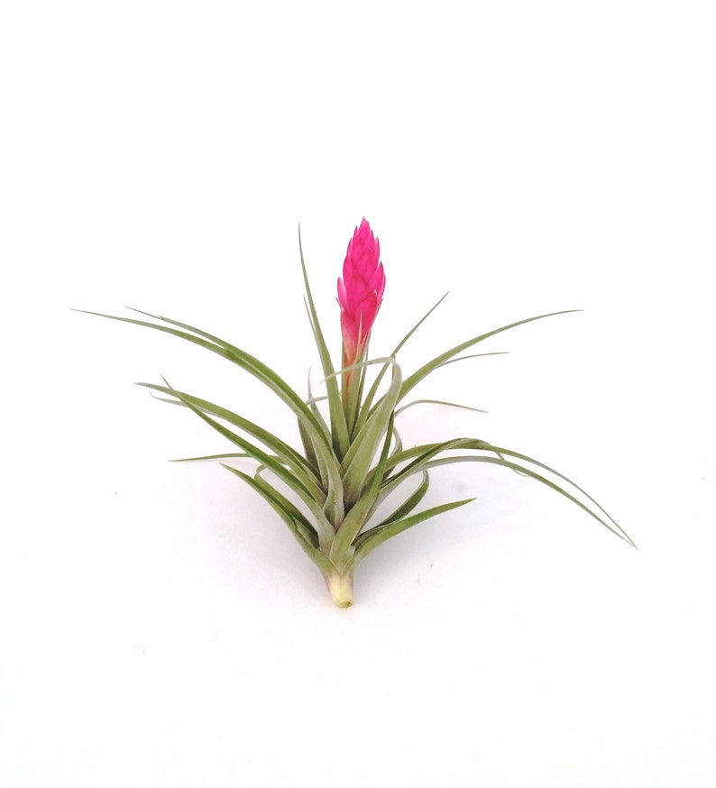 Air Plant Stricta , Blooms Pink , Tillandsia Great Plant for Terrariums, Planters , Globes Home Decor , Office Accessory , Great Gift Idea image 4