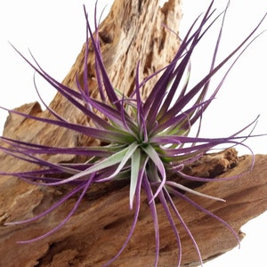 Air Plant , Purple Houston Tillandsia Bromeliad Enhanced With Color , Air Plant Decor Plant Decor , Great Gift Idea image 6