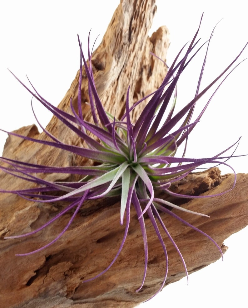 Air Plant , Purple Houston Tillandsia Bromeliad Enhanced With Color , Air Plant Decor Plant Decor , Great Gift Idea image 6