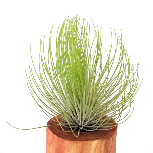 Andreana Tillandsia Air Plant    Blooms Red , Mom's Gift , Surprise Gift , Desk Gift , Best Friend Gift , Great Gift Idea  Birthday Gift