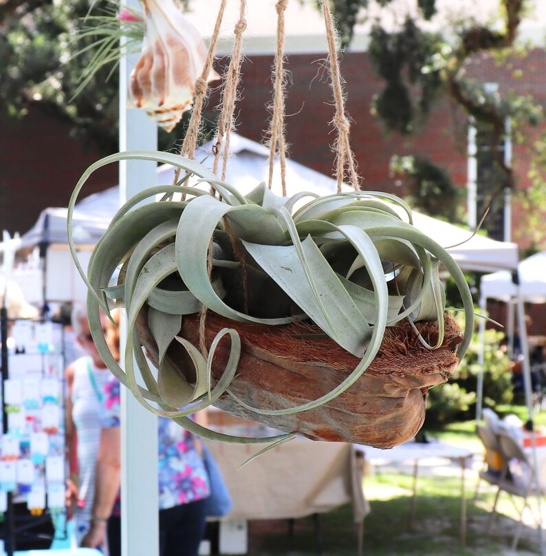 Air Plant Hanging Xerographica Coconut Shell Hanger House Etsy