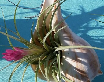 Air Plant / Budding Stricta /  Conch shell  Hanging / Sitting