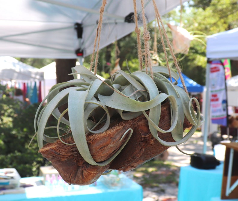 Air Plant Hanging Xerographica Coconut Shell Hanger House Etsy