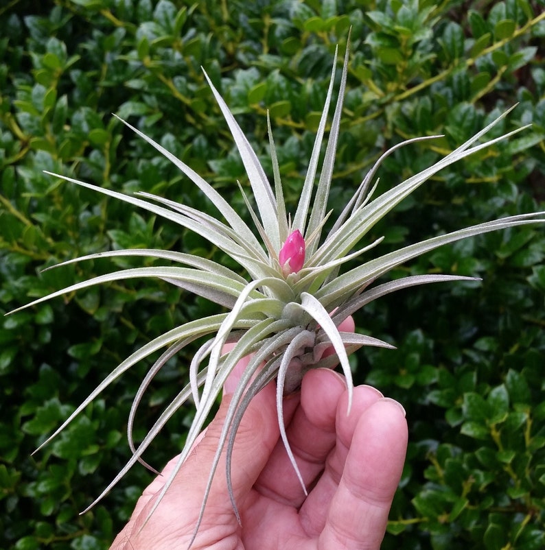 Air Plant Stricta , Blooms Pink , Tillandsia Great Plant for Terrariums, Planters , Globes Home Decor , Office Accessory , Great Gift Idea image 1