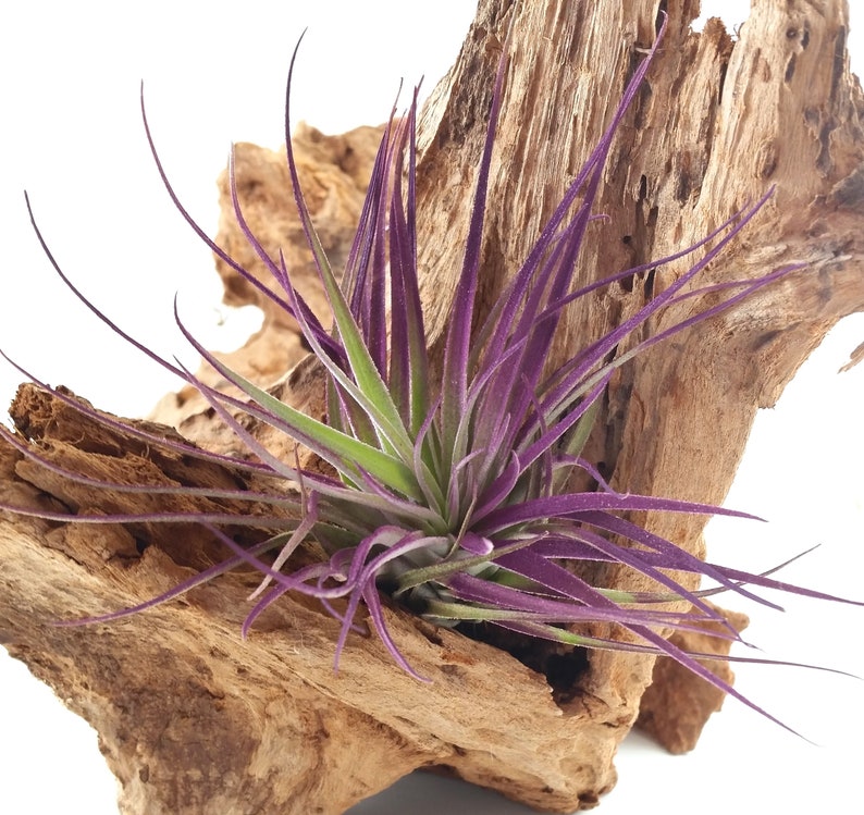 Air Plant Purple Houston Tillandsia Bromeliad Enhanced Etsy