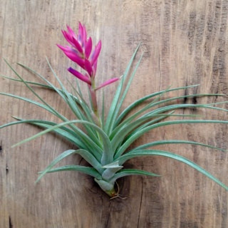 Air Plant Stricta , Blooms Pink , Tillandsia Great Plant for Terrariums, Planters , Globes Home Decor , Office Accessory , Great Gift Idea image 5